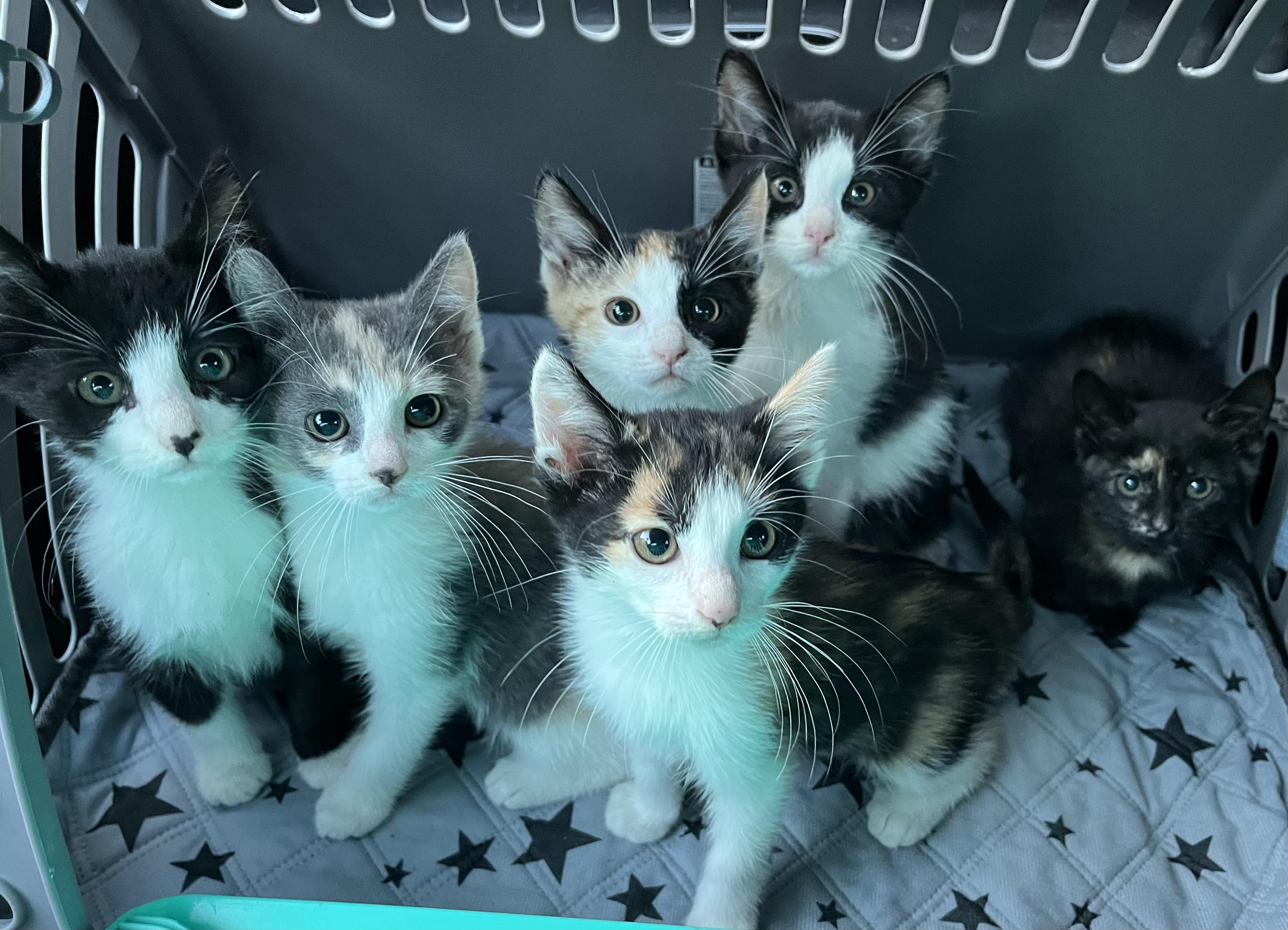 Humans and cats formed close bonds far more recently than most people assume